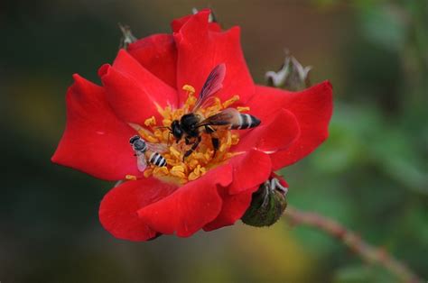 Bees On The Rose Bee Rose Flickr