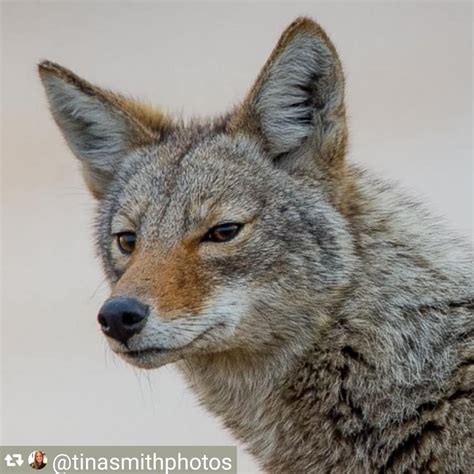 Coyote Watch Canada On Instagram Intelligent Beauty Amazingly