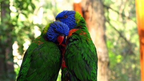 You're free like a bird to use whichever bird wallpaper you want at unsplash. Download wallpaper 1920x1080 parrots, birds, couple ...