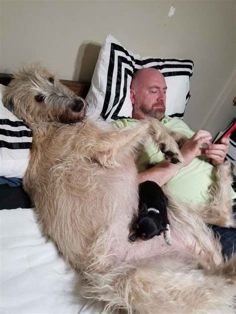 20 Hilarious Photos Of Irish Wolfhounds That Prove How Adorably Big