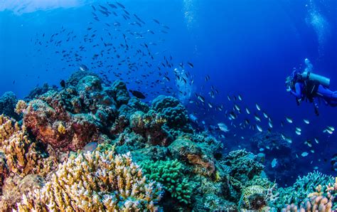 Scuba Diving Great Barrier Reef Day Trip Info
