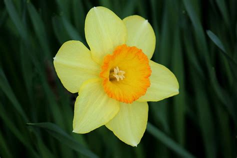 Solo Daffodil Beauty Photograph By Rosanne Jordan Fine Art America