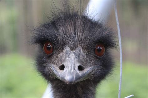 Emu Head Face Free Photo On Pixabay