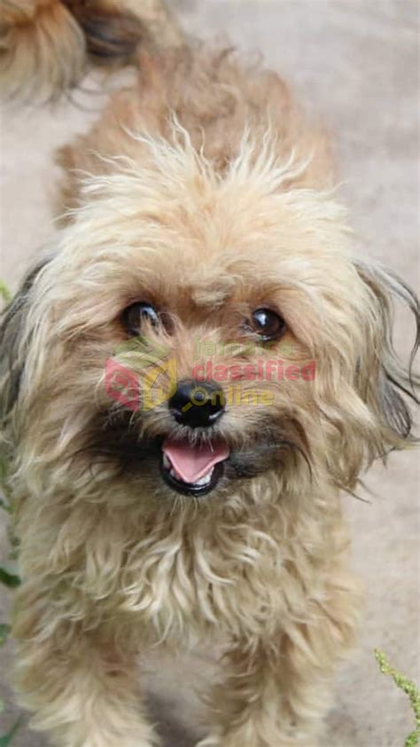 Year Old Shih Tzu X Chihuahua Male For Sale In Utech Kingston St Andrew