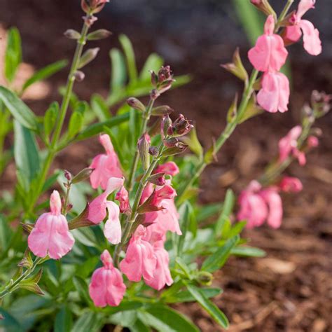 Water when actively growing and flowering, but otherwise keep dry. Low-Water Flowering Shrubs - Sunset Magazine