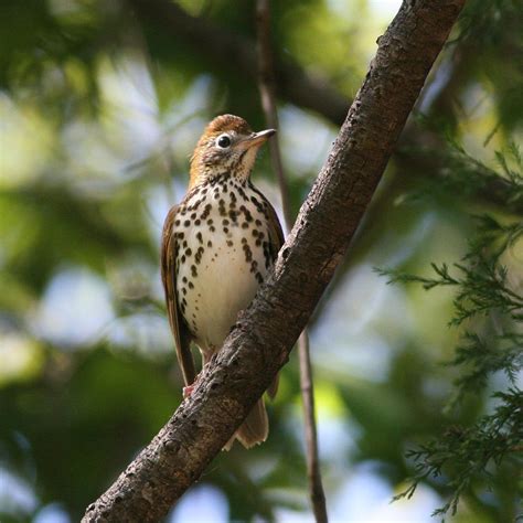 Show Your Love For The Wood Thrush Audubon North Carolina