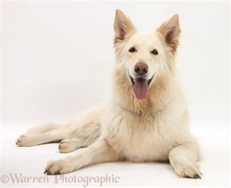 Dog White Alsatian Photo Dogs Dog Images White German Shepherd