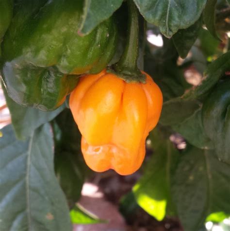 Steps To Growing The Perfect Scotch Bonnet Pepper Plant On The Gas