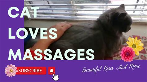 Cat Loves Massages Youtube