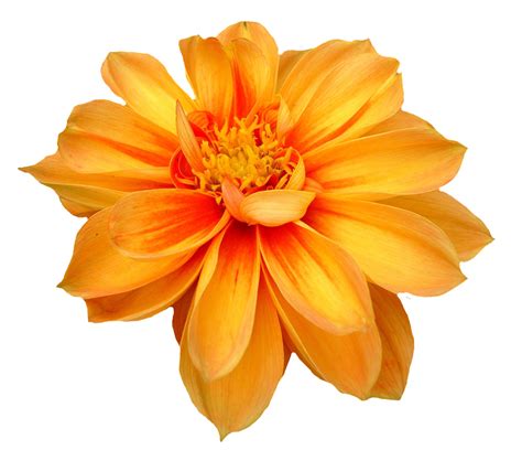 Flower Coloring Page Transparent Png