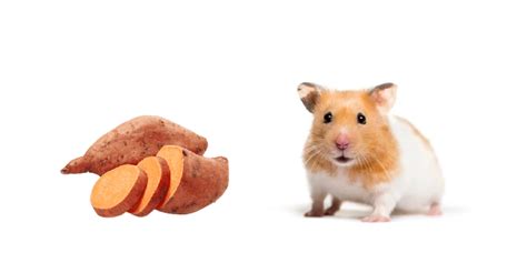 Yes As Stated Before Hamsters Can Absolutely Eat This Delicious Snack