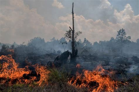 Burned Down Smoke Rises Up From A Peatland Fire In Pekanbaru Riau On