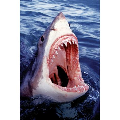 Great White Shark Poster 36 X 24