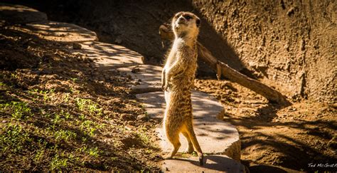 2014 San Diego Zoo Meerly A Meerkat Pose A San Diego Z Flickr