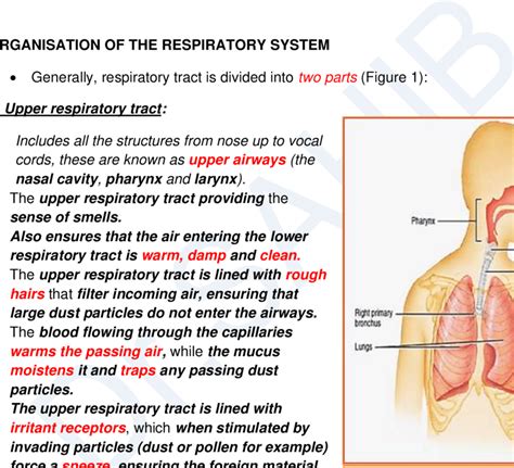 Major Structures Of The Upper And Lower Respiratory Tract Download