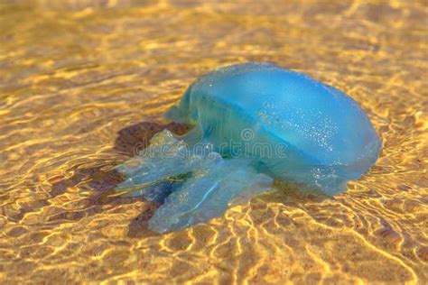 Australian Blue Jellyfish Stock Image Image Of Animal 171261251