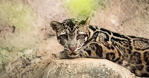 Sunda Clouded Leopard Species Info Conservation Bigcatswildcats