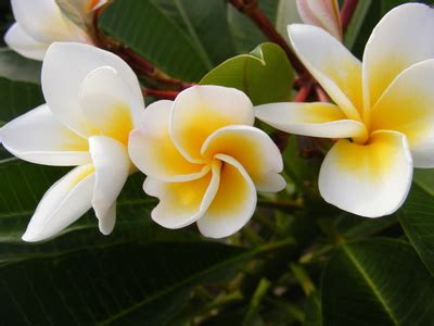 We did not find results for: List of South African Plants | eHow