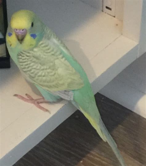 Yellowgreen Dilute Grey Wing Male Baby Budgie Pet Birds Budgies
