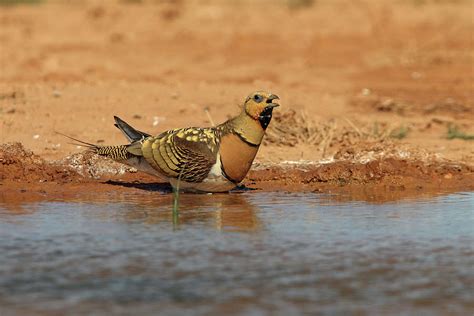 Pin Tailed Sandgrouse Male Driking In A Water Point Early Morning