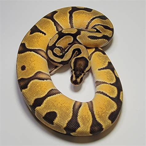 Od Enchi Het Pied Ball Python By Prime Reptiles Morphmarket