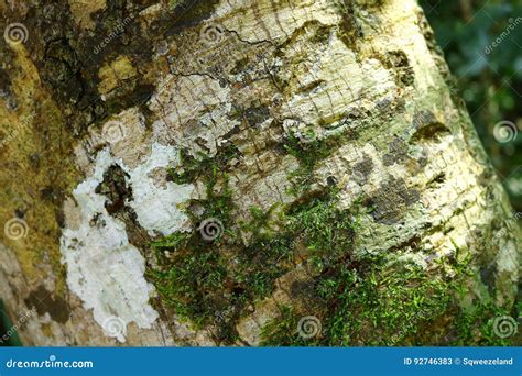 Moss On Bark In The Forest Stock Image Image Of Surface 92746383