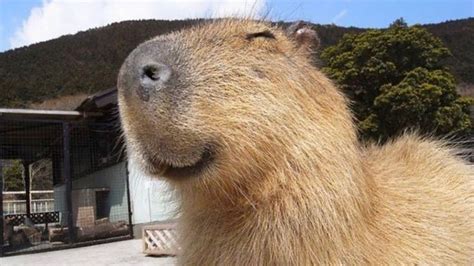 Capybara Pulled Up In 2022 Capybara Brown Bear Animals