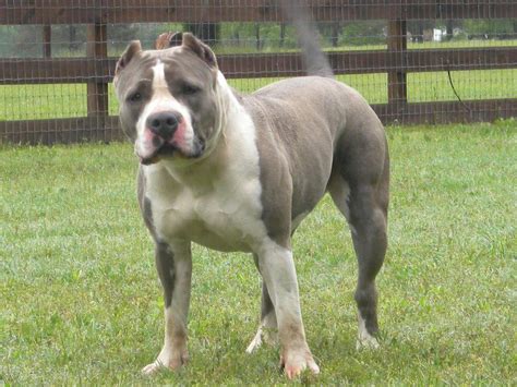 Gotti (original motion picture soundtrack). GOTTI PITBULLS - Home