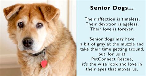 Senior Dogs For Adoption Near Me The W Guide