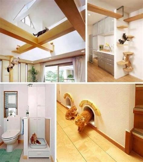 Great Idea For A Cat Friendly House Renovation Inspiration Home