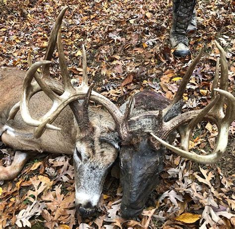 ‘two Headed Deer Killed In Ballard Co Ky