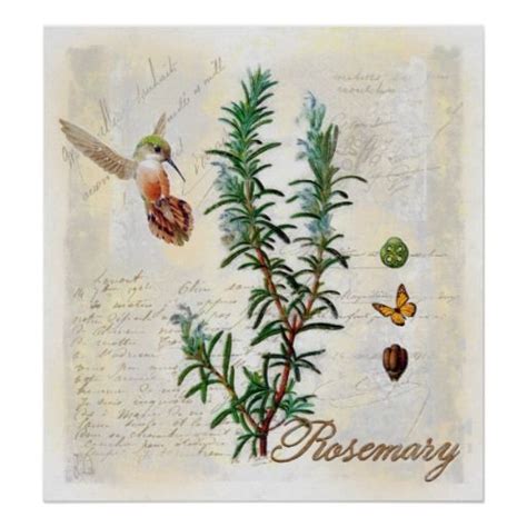 Rosemary Herbs Hummingbird Botanical Art Print Botanical Art