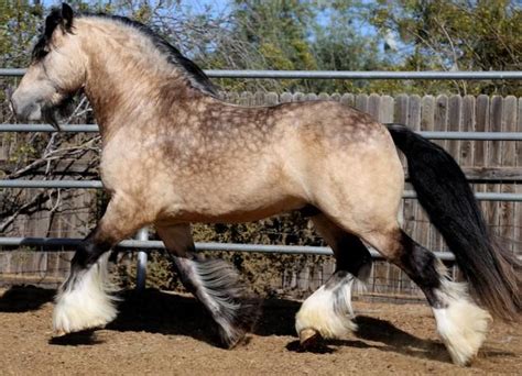 Buckskin Arabian Horse Horses Of Your Dream Stable Express