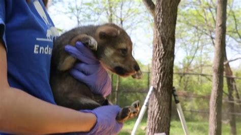 Mexican Wolf Born Using Frozen Sperm Offers New Hope For Endangered Species