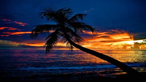 tropical sunset beach slanting palm tree ocean waves sky clouds silhouette background hd nature
