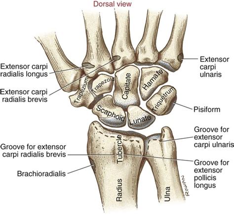 Dorsal Wrist Bone Anatomy