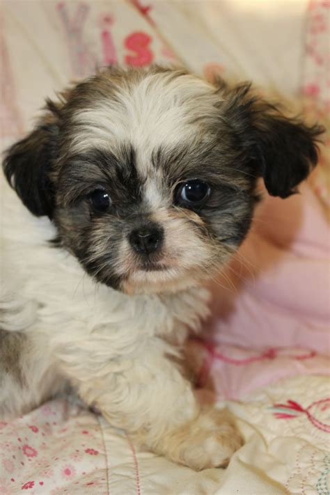 Check spelling or type a new query. Stunning Shih Tzu X Chihuahua Puppies | Orpington, Kent | Pets4Homes