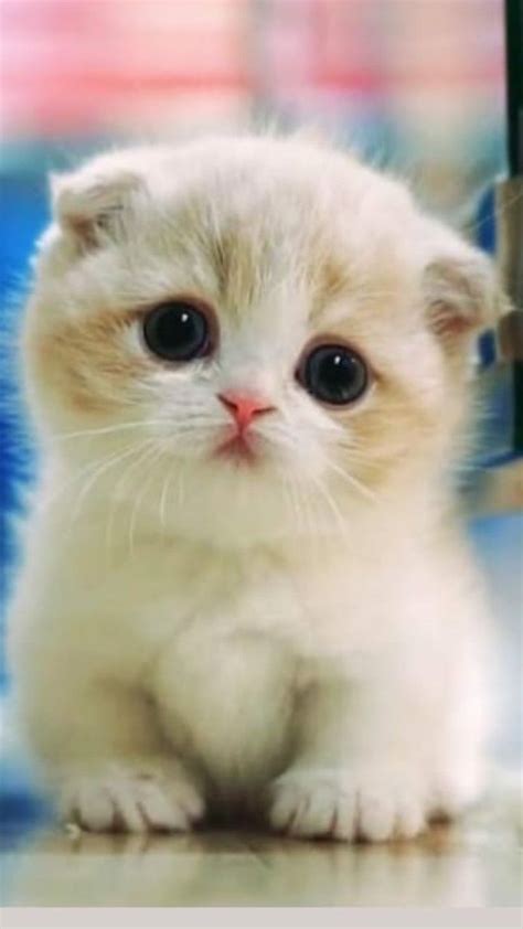 Pin On My Pins In Baby Cats Cutest Kittens Ever Cute Cats