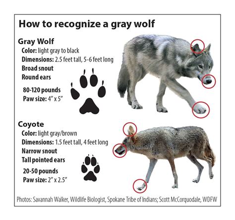 Wolf Actual Size