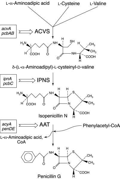 Microbial Production Of Penicillin Definition Biosynthesis Process Uses
