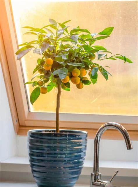 12 Fruit Trees You Can Grow Indoors For An Edible Yield Indoor Fruit
