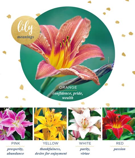 Lily Meaning And Symbolism