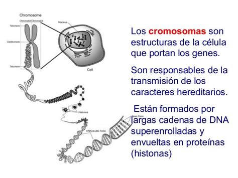Clase 2 Teoria Cromosomica De La Herencia