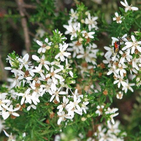 olearia ramulosa olearia native daisy australian seed
