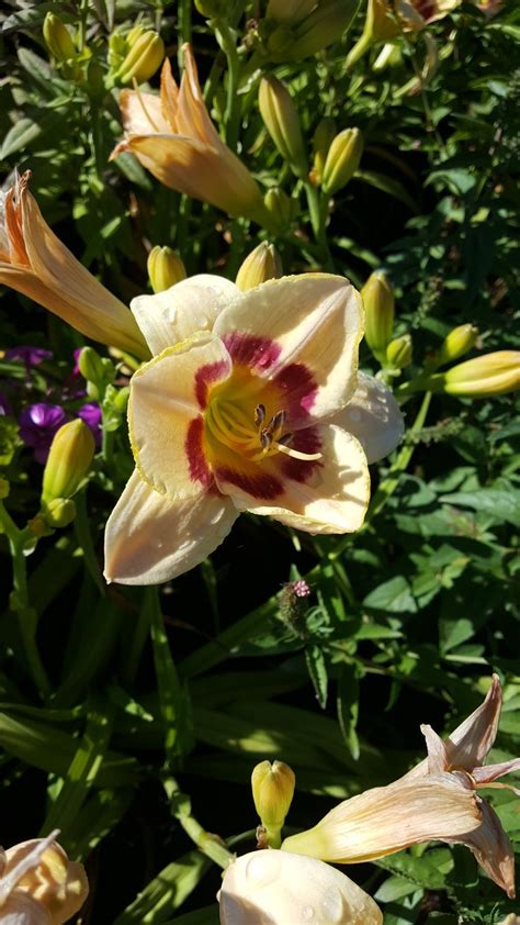 Which flower blooms very rarely? Re-blooming throughout the summer 2' Tall Full sun to ...
