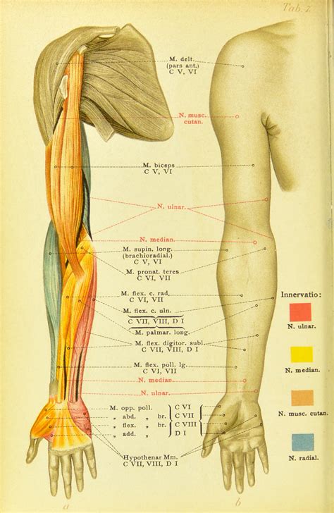 The muscles of the upper arm are responsible for the flexion and extension of the forearm at the elbow joint. nemfrog - Plate 7. Color diagram of arm muscles. Atlas und...