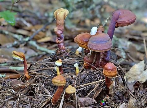 Beautiful Cluster Of Reishi Mushrooms On Small Tree Stump Reishi