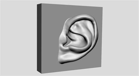 Ear Printable 3d Model 3d Printable Cgtrader