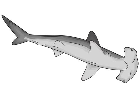 Hammerhead Shark Cartoon Png