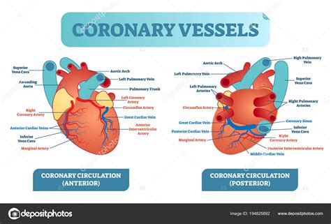 Artery and vein labeling, blood vessel models. Illustration: heart labeled | Coronary vessels anatomical ...